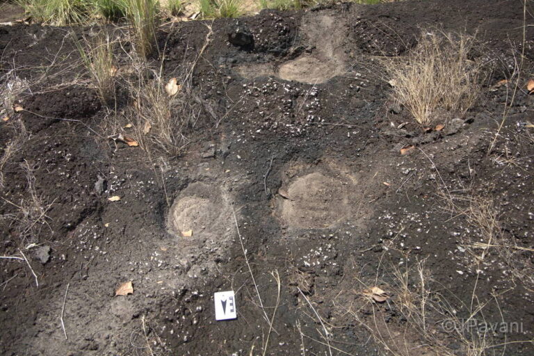 Descoberta de pegadas de dinossauros gigantes na Amazônia surpreende cientistas