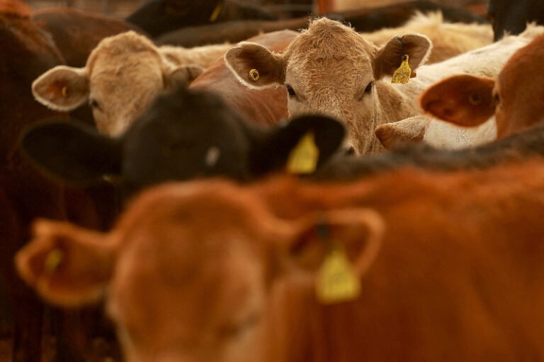 JBS antecipa margens menores para carne bovina nos EUA no 4T devido à escassez de gado