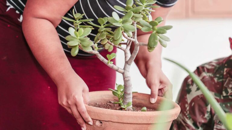 Jundiaí intensifica ações contra dengue com quase 8 mil casos