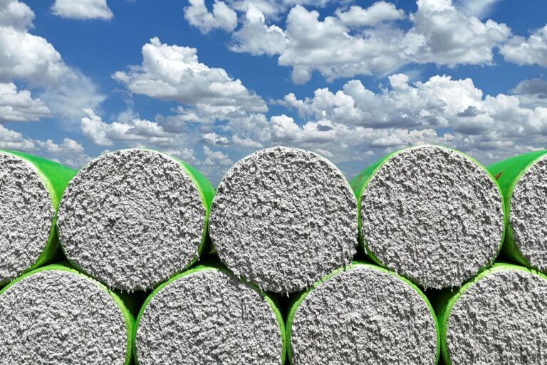 StoneX reduz previsão para safra de algodão no Brasil em 1%