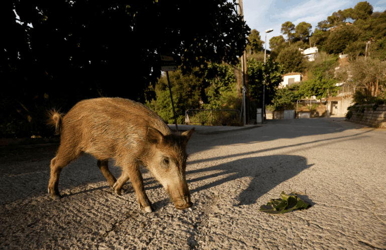 Espanha registra novos casos de peste suína após 30 anos
