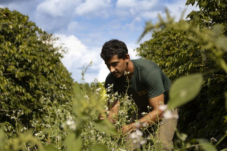 Manejo sustentável aumenta produção de café em 22% em MG