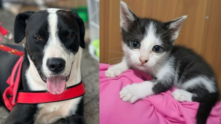 Feira de adoção no Maxi Shopping Jundiaí: encontre seu novo amigo neste sábado