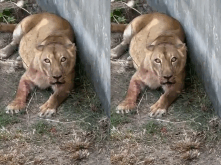 Tragédia em zoológico provoca reflexão sobre segurança e saúde mental