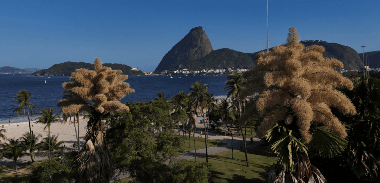 Palmeiras raras florescem pela primeira e última vez no Rio de Janeiro