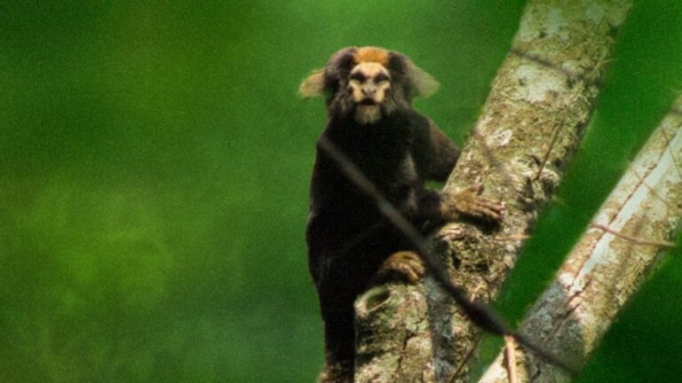 Evento discute preservação do sagui-caveirinha na Serra do Japi