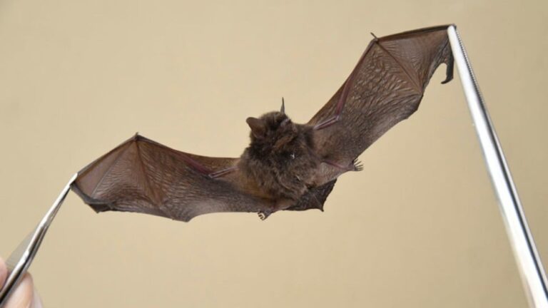 Raiva em morcegos: alerta em Jundiaí após sexto caso em 2025