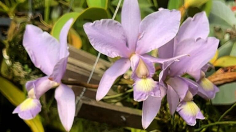 Oficina gratuita de cultivo de orquídeas em Várzea Paulista