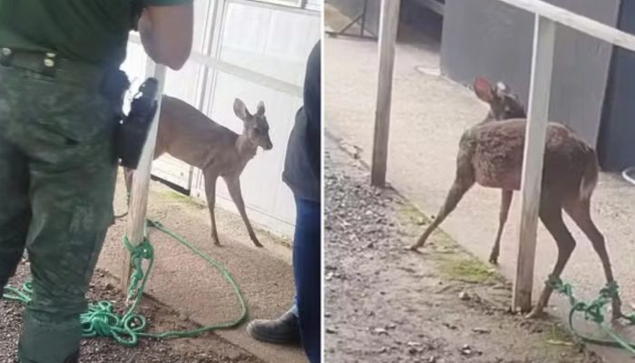 Guarda-Municipal-resgata-veado-ferido.jpg