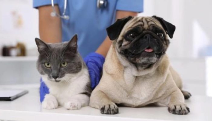 Itupeva-ganha-clinica-veterinaria-movel.jpg
