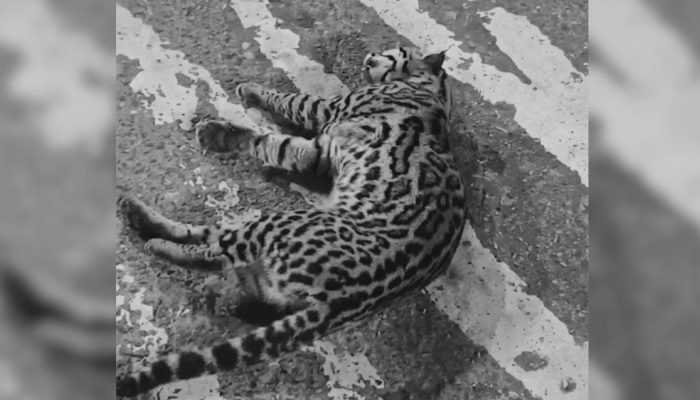 Jaguatirica-atropelada-em-Jundiai-morre-.jpg