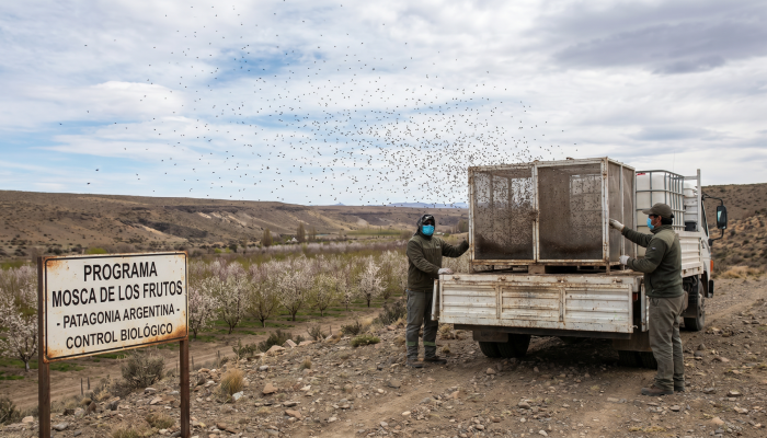 Na-Patagonia-1.000-milhoes-de-moscas-sao-soltas-por-estacao-para-proteger-arvores-frutiferas-da-prag.webp