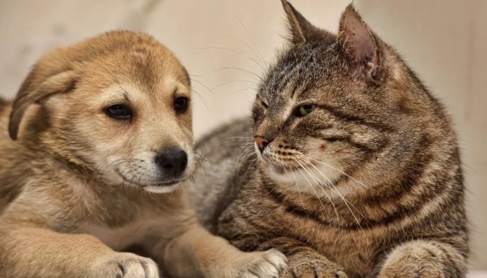 Prefeitura-de-Jundiai-promove-castracao-gratuita-de-pets-na-Vila-Nambi-1536x864.jpg