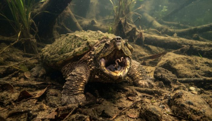 Tartaruga-aligator_parada_no_fun…_2K_202609081905-1-1280x714.jpeg