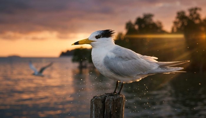 Tern_perched_on_stake_by_202607241739.jpg