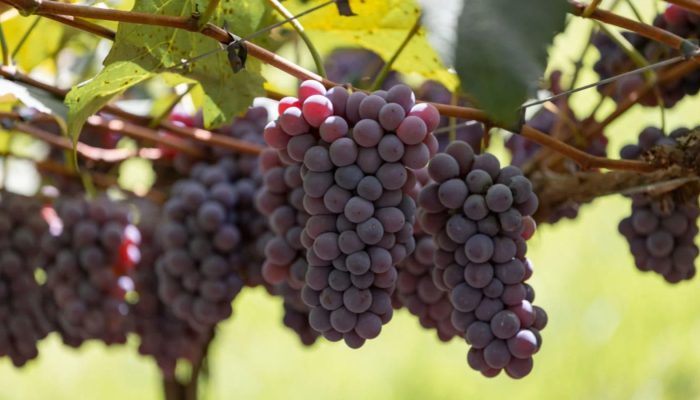Uva-Niagara-Rosada.jpg