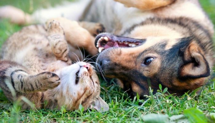 Rock Animals em Várzea Paulista promove solidariedade e proteção animal