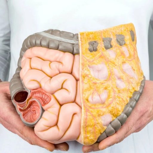 Como o nosso intestino afeta nossa imunidade, peso e até o humor