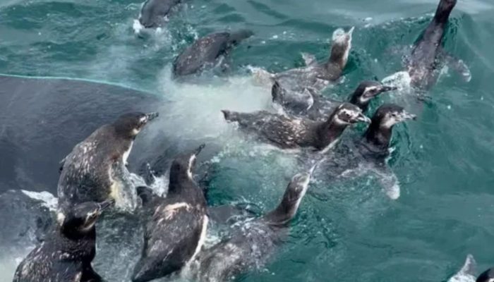 animais-1536x864.jpg