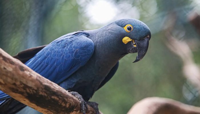 arara-azul-de-lear_01_0.jpg