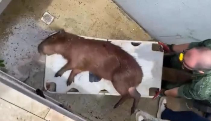 capivara-que-se-escondeu-em-casa-de-bomba-da-piscina.jpg