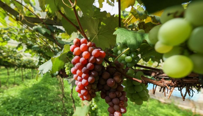 colheita_da_uva_sitio_natale_donati_pa-46