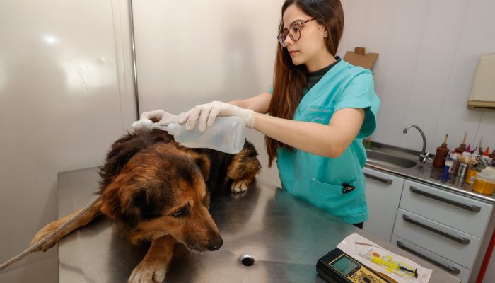 Ampliação do DEBEA em Jundiaí melhora atendimento a animais