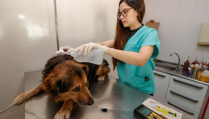 Ampliação do DEBEA em Jundiaí melhora atendimento a animais