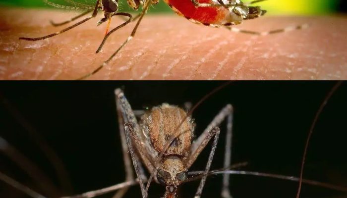 dengue-e-pernilongo.jpg