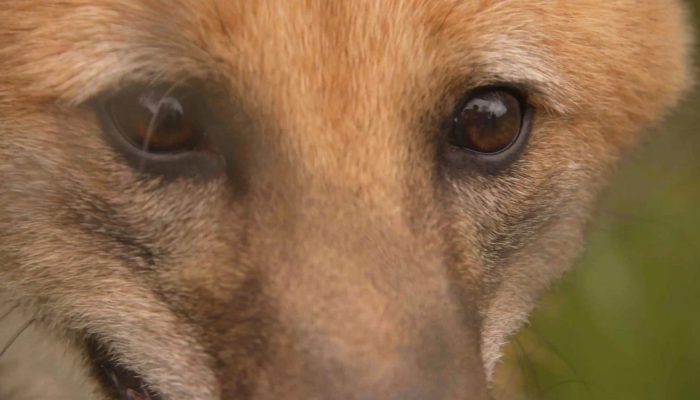 documentario-lobos-guara-jundiai.jpg