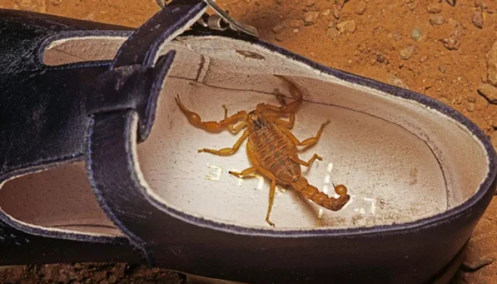 escorpiao-no-sapato.webp
