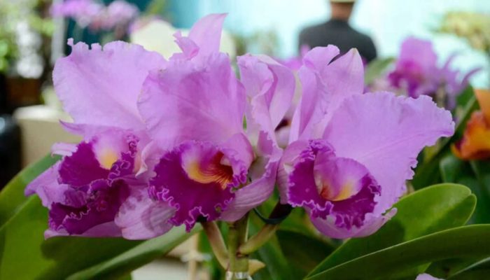 festa-das-orquideas-2026-compressed-1536x864.jpg
