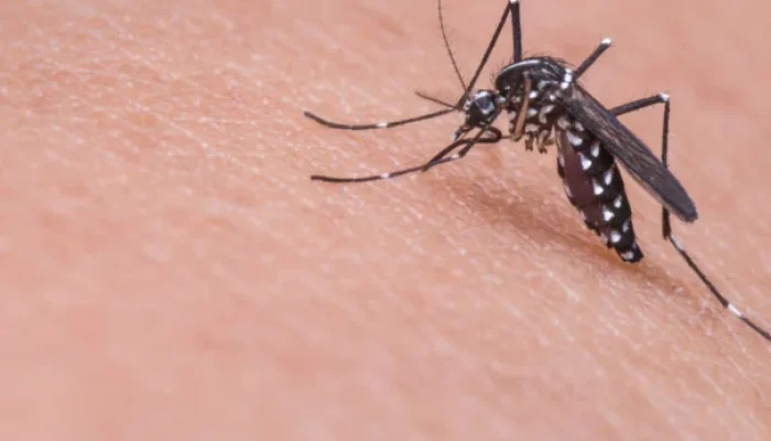 mosquito-da-dengue-na-pele-amp_hero-1.webp