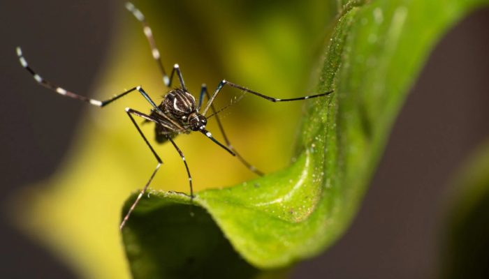 mosquito-da-dengue.jpg