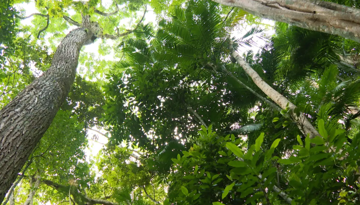 nossos_biomas_mata_atlantica_02.png