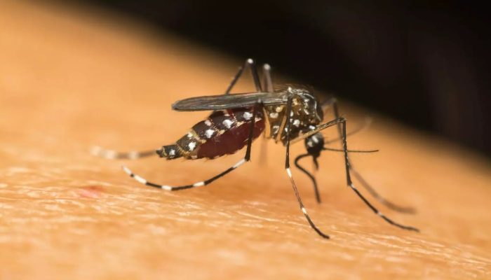 o-que-sao-dengue-zika-e-chikungunya-1590x895-1.jpeg