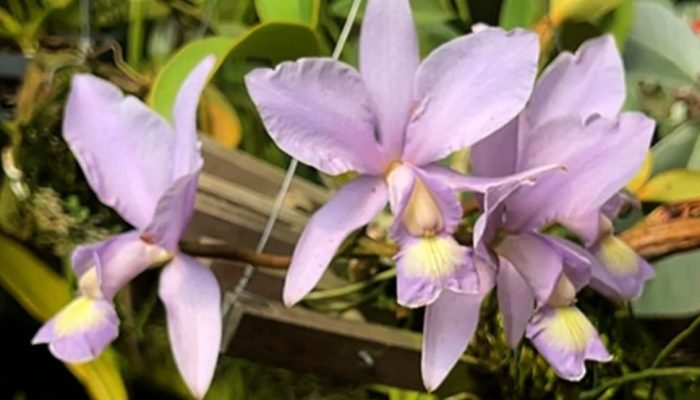 Prefeitura de Várzea Paulista