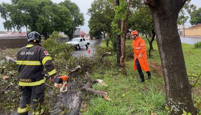 queda-de-arvore-apos-temporal-em-Aracatuba.jpeg