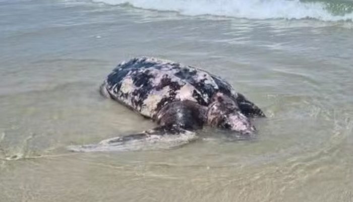 tartaruga-guaruja-1536x864.jpg