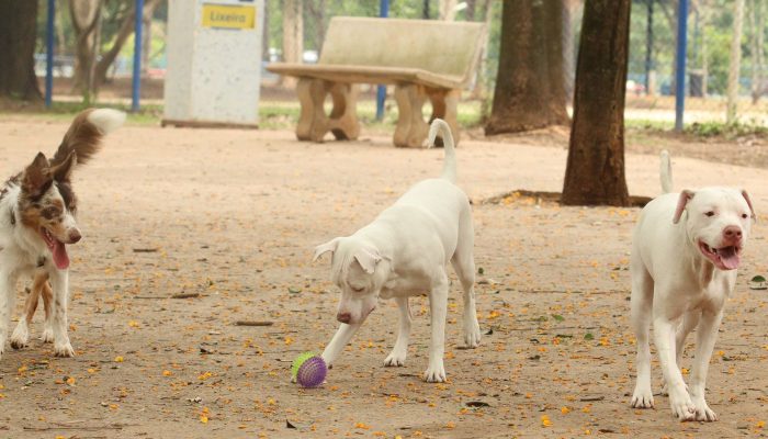 tutores_com_caes_no_parcao_espaco_exclusivo_para_cachorros_na_praca_ayrton_senna_do_brasil_rvsa_abr.jpeg